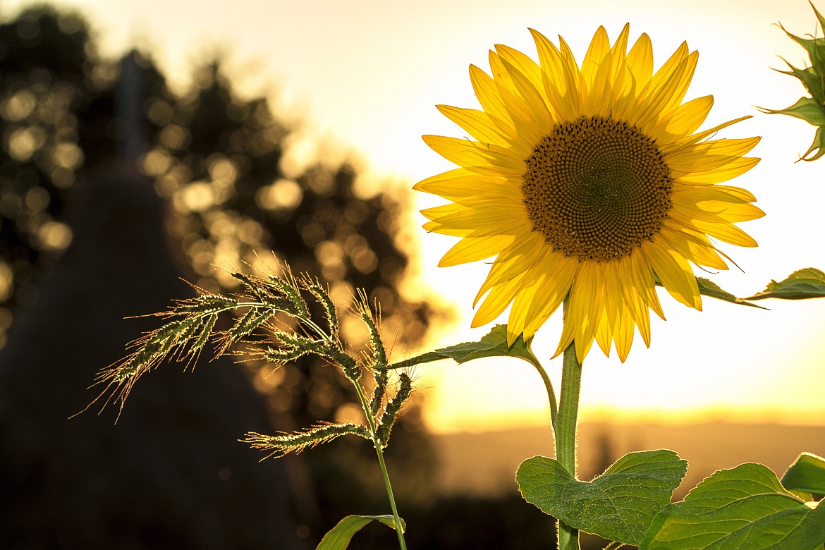 Sunflower in the foreground of a sunset
