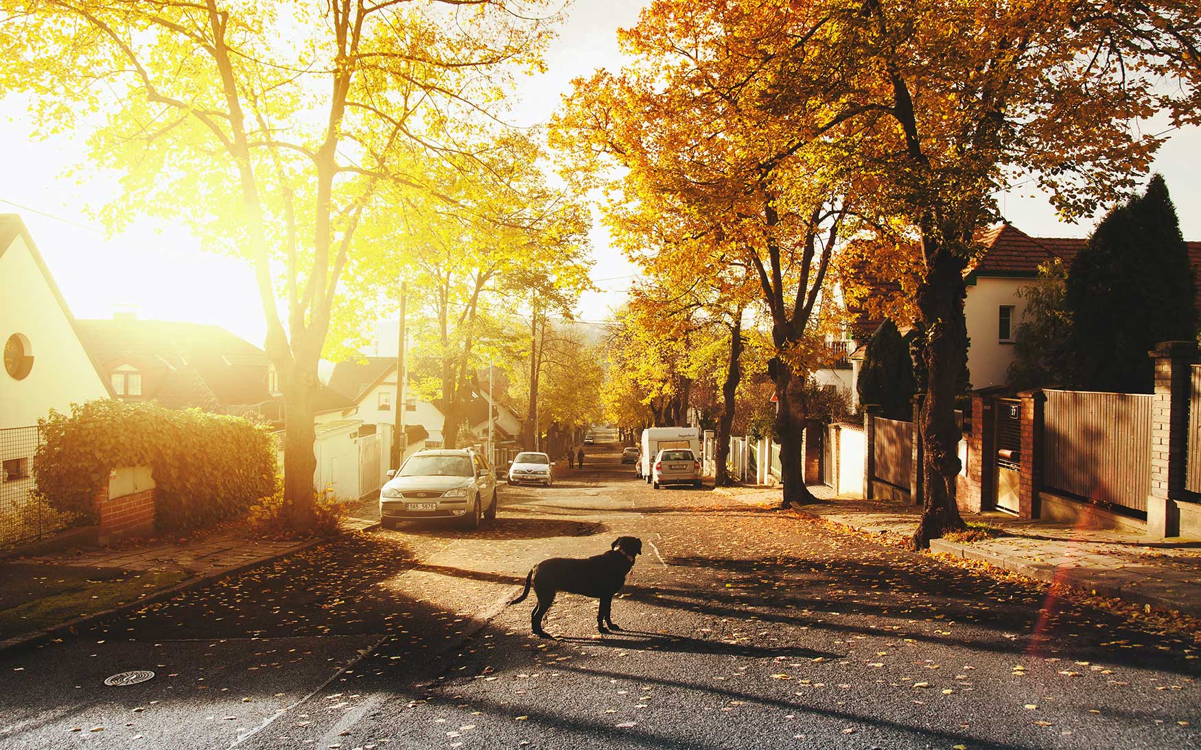 dog stands on road in a neighborhood